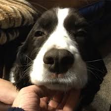 Pin By Gail Vaught On Animals Animals Dogs