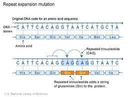 Huntington Disease Medlineplus Genetics