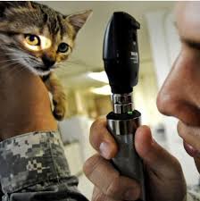 Cat Conjunctivitis Home Remedies Home Remedies Cats Remedies