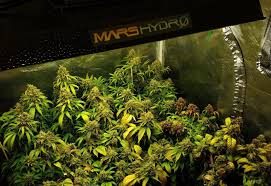 Mars Hydro Ts 3000 Led Grow Light For Indoor Plants Full Spectrum 450w 4ftx4ft 5ftx5ft Coverage Grow Lights Led Grow Lights Led Grow