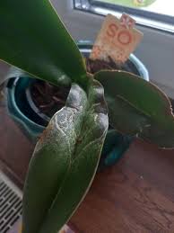 Image result for puklice na orchideích obrázek