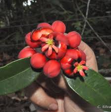 Image result for Symphonia globulifera