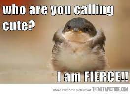 Nope Birds Should Not Have Human Arms Scary Birds Animal Captions Cute Animals