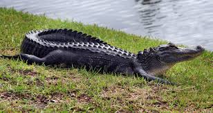 Alligator Grows At Alarming Rate; Officials Think They Know Why