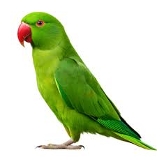 Image result for parrot