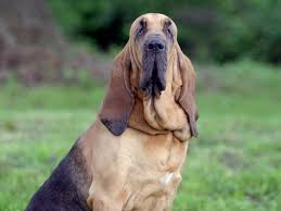 Selon la légende de saint hubert, dieu lui apparut un jour entre les bois du cerf qu'il poursuivait. Photo Chien Chien De Saint Hubert 1088 Wamiz Dog Breeds Dog Lovers Saint Hubert