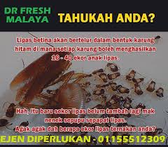 Makan sisa makanan kami yang terjatuh. Dr Fresh Malaya Awas Bahaya Bunuh Lipas Sebarangan Facebook