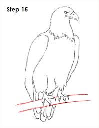 Draw an oval that will serve as the basic shape for the head of the bird. How To Draw An Eagle Bald