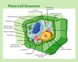 Check spelling or type a new query. File Plant Cell Structure Png Wikimedia Commons