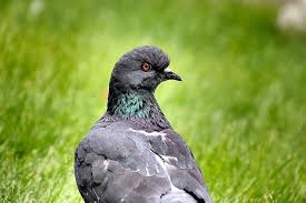 Pest control services for berkshire, hampshire, oxfordshire, buckinghamshire, middlesex, surrey & london. Pest Control Birds Of Prey Combat Essex Pigeons Pest Exterminators Essex