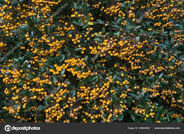 Image result for Pyracantha coccinea golden charmer