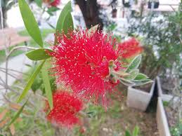 Piante sempreverdi da vaso per terrazza e balcone. Il Callistemone La Bella Pianta Dai Pennacchi Rossi Stocker Garden