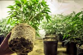Check spelling or type a new query. Nutrients And Fertilizers For Bigger Buds Green Rush Packaging