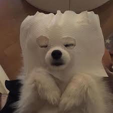 Aesthetic Boujee Inspo Tumblr Pfp Pfp Cartoon Mood Funny Memes Animal Dog Cat In 2020 Cute Animals Cute Baby Animals Cute Creatures