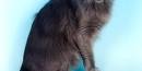 Oriental Longhair Breeders - Welcome to TICA