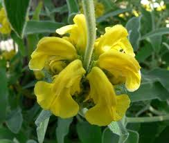 Image result for Phlomis fruticosa