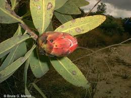 Image result for Protea angolensis