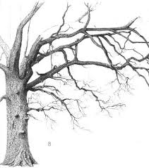 Oak Tree Drawing Oaks Oak Drawing Bomen Tekenen Boom Silhouet Foto Boom
