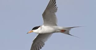 Black Bird With Blue Neck Michigan Forster S Tern Sterna Forsteri Common Permanent Resident Forster Bird Species Nueces County