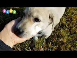 very sweet puppy dog very sweet animal video on university campus yavru kopek kopek hayvan