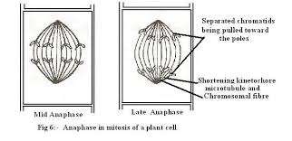We did not find results for: Introduction To Botany Cell Division
