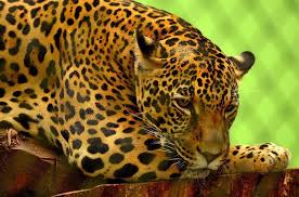 Macaws, monkeys, fruit bats, grasshoppers secondary consumers: Jaguar Facts For Kids Jaguar Information For Kids