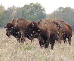 We did not find results for: Bison Are Back And Here To Stay At The Midewin National Tallgrass Prairie Usda