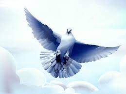 Gambar png ini adalah elemen desain yang sempurna tentang burung, merpati, burung anda juga dapat mengunduh file merpati psd yang menyimpan gambar dengan dukungan untuk sebagian. Wallpaper Burung Merpati Burung Hd Terbang Layar Lebar Definisi Tinggi Fullscreen