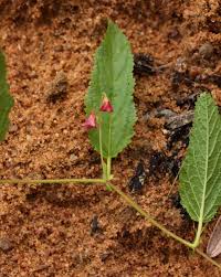 Image result for Malvaceae: Byttnerioideae, Helicteroideae
