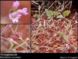 Image result for Nyctaginaceae