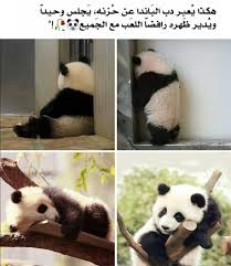 pin on حيوانات