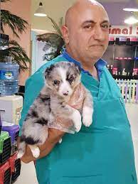 avustralya coban saf irk yavrularimiz 611 avustralya cobani border collie collie