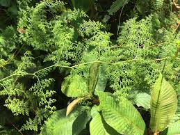 Image result for Odontosoria africana