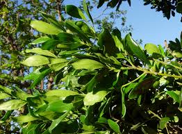 Image result for Euclea undulata