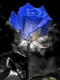 Download flower hd images and wallpapers with names. Download Blue Rose Wallpaper Mobile Wallpapers Mobile Fun