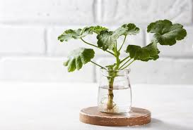 Zum anderen aber stärken sie die pflanzen durch die überwinterung und die blüten werden zahlreicher. Geranien Uberwintern Wie Bringen Sie Die Beliebten Blumen Erfolgreich Uber Die Kalte Jahreszeit Fresh Ideen Fur Das Interieur Dekoration Und Landschaft