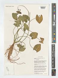 Image result for Wiesneria