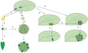 The chemical links between the individual glucose subunits give each cellulose molecule a flat ribbonlike structure that allows adjacent molecules to band laterally together into microfibrils with lengths ranging. Frontiers Callus Dedifferentiation Totipotency Somatic Embryogenesis What These Terms Mean In The Era Of Molecular Plant Biology Plant Science