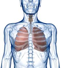 I sintomi di embolia polmonare comprendono difficoltà respiratorie, dolore al torace durante l'inspirazione e palpitazioni. Infarto Polmonare Malattie Pneumologia Pazienti It