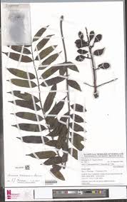 Image result for Sorindeia winkleri