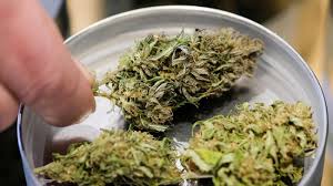 Übergießen in alten strainvideos von gh sagen arjan und co. Als Eigenbedarf Italien Erlaubt Den Cannabis Anbau Fur Daheim Welt