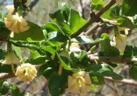 Image result for Coddia rudis