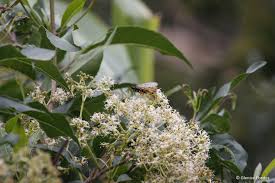 Image result for Nuxia floribunda