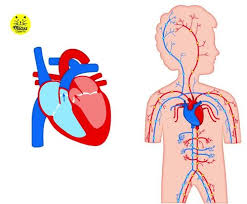 June 29, 2014 at 8:16 pm. Circulatory System Human Body Clipart Animated Gif And Printable Pngs