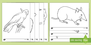 If you're doing a thematic unit on australian animals with. Australian Animals Colouring Sheets Classroom Resource Twinkl