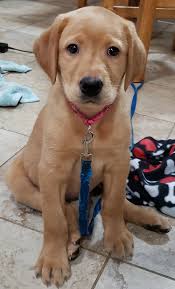 This is a beautiful champagne lab with blue eyes. We love breeding so many  varieties of colors in our AKC registered labrador retriever puppies.