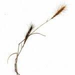 Image result for Aristida congesta