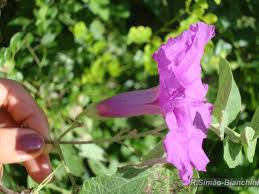 Image result for Fimbristylis scabrida