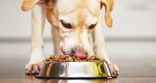 Webmd explains different methods for feeding fido. How Much Should I Feed My Dog Your Dog S Complete Nutrition Guide Gallant