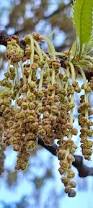 Image result for Pyrostria phyllanthoidea